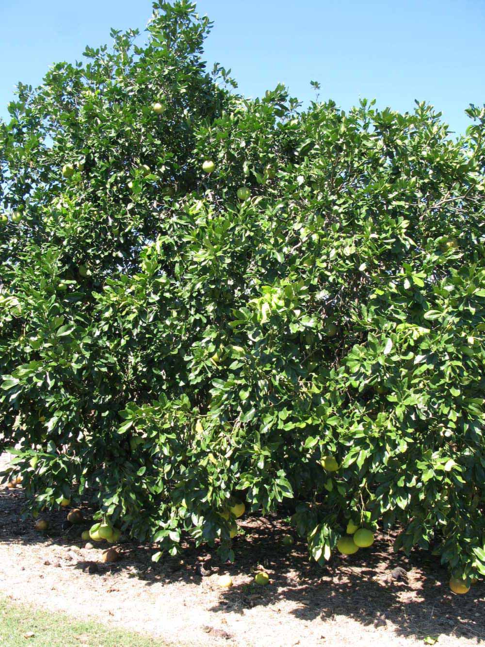            Habit (Winter Haven, FL)   